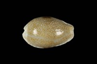 藏品(腰斑寶螺)的圖片